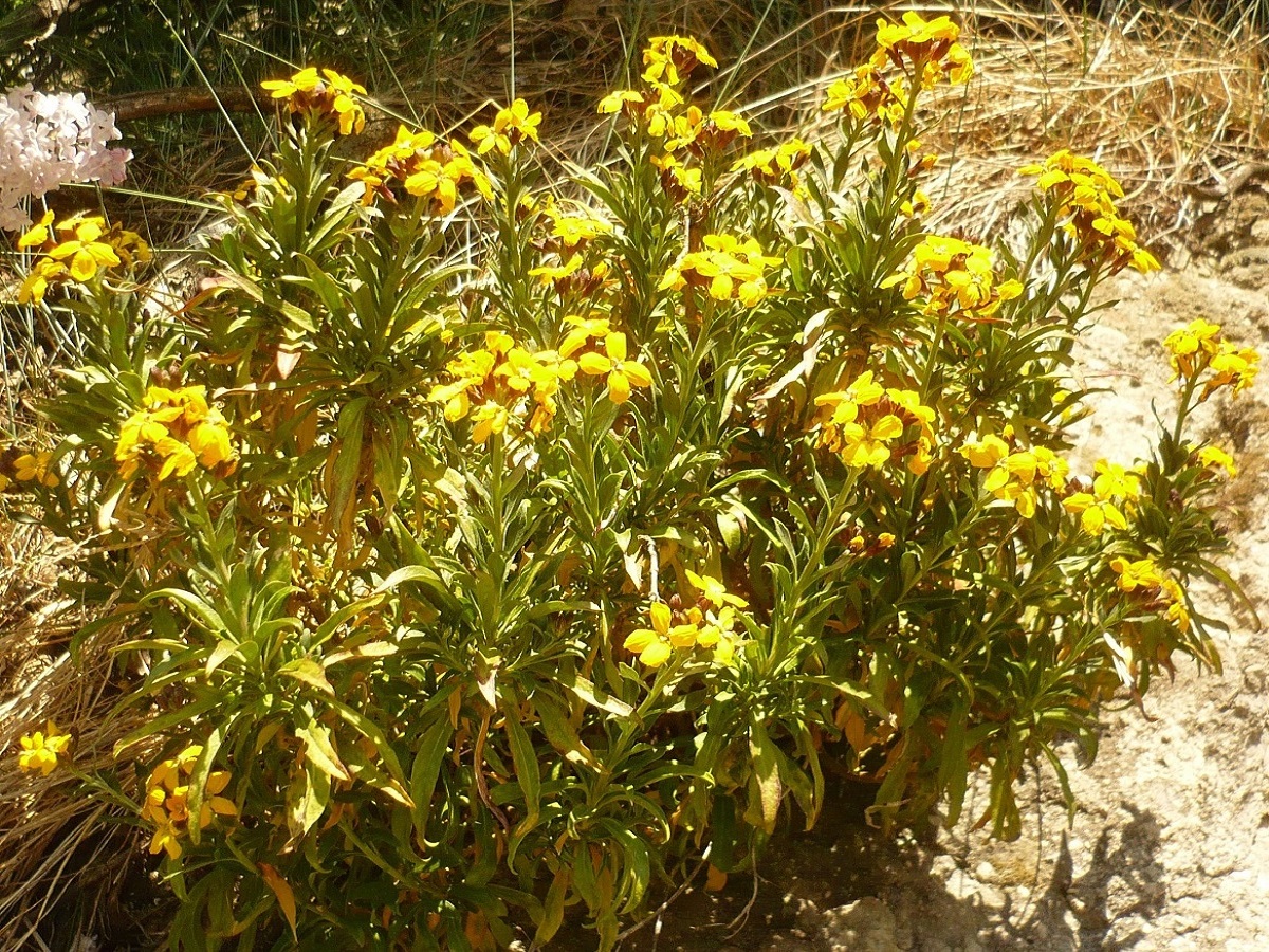 Erysimum cheiri (Brassicaceae)